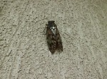 アブラゼミ